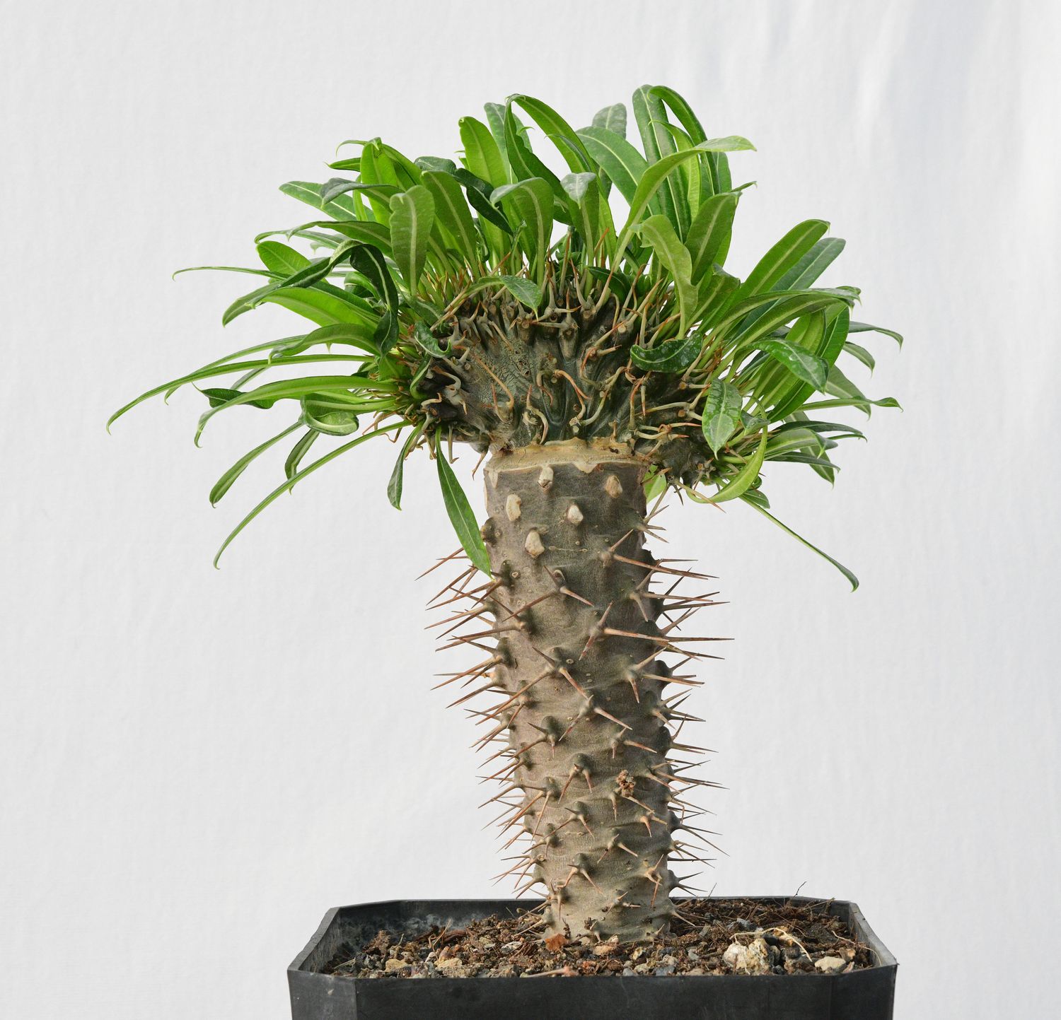 Pachypodium lamerei crest