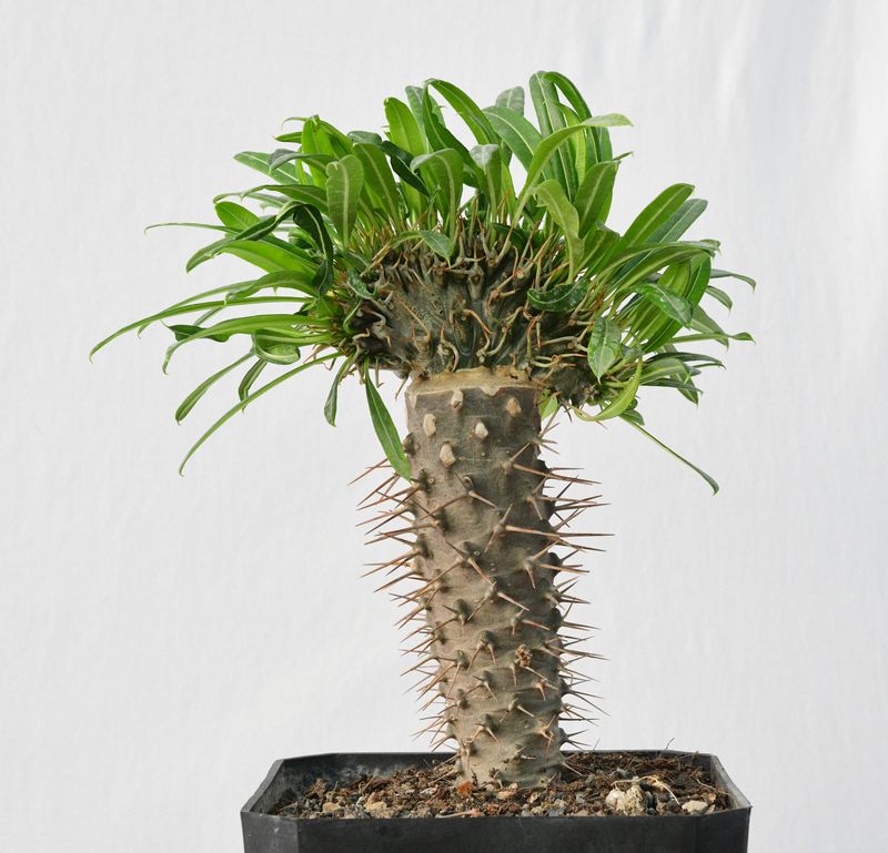 Pachypodium lamerei crest Pachypodium lamerei crest