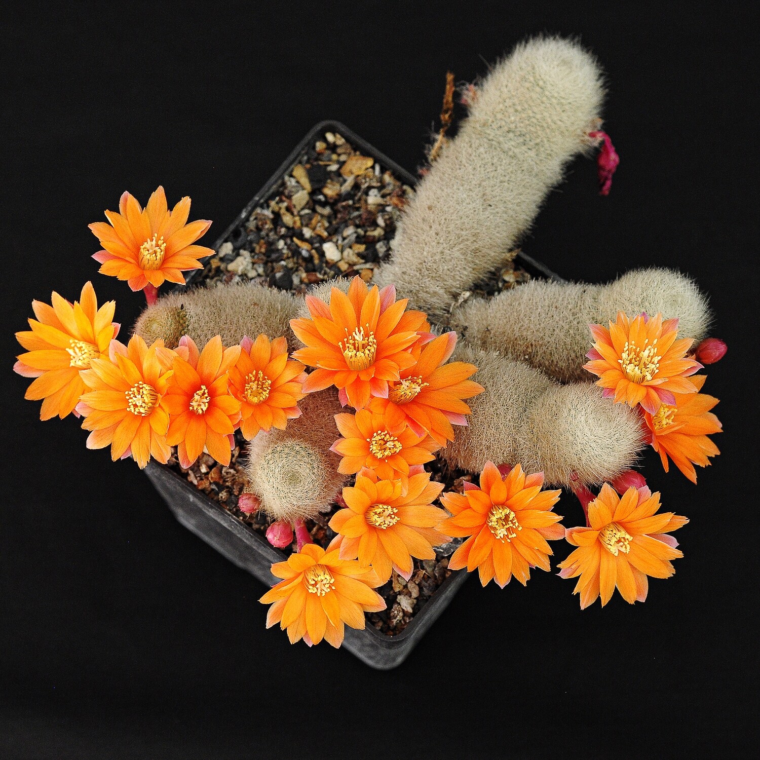 Rebutia muscula - Flower View 