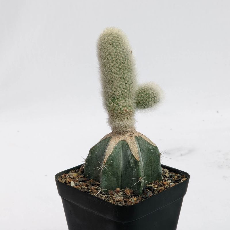 Rebutia muscula