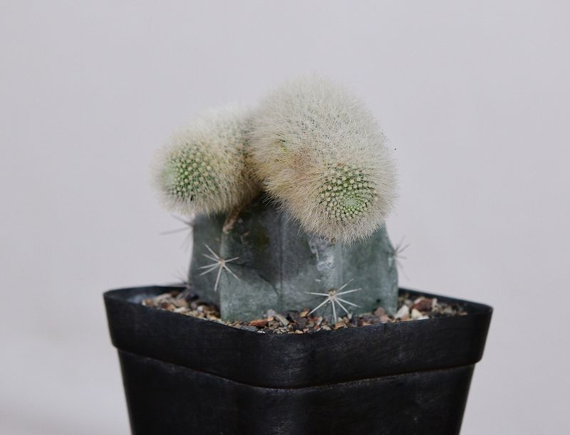 Rebutia muscula front view