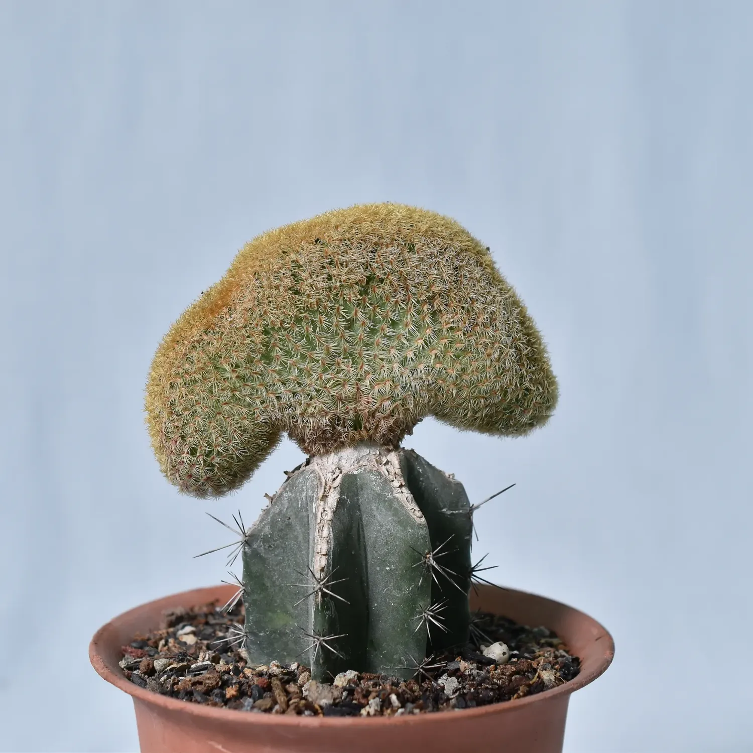 Echinocereus Rigidissimus Var. Rubrispinus Crest
