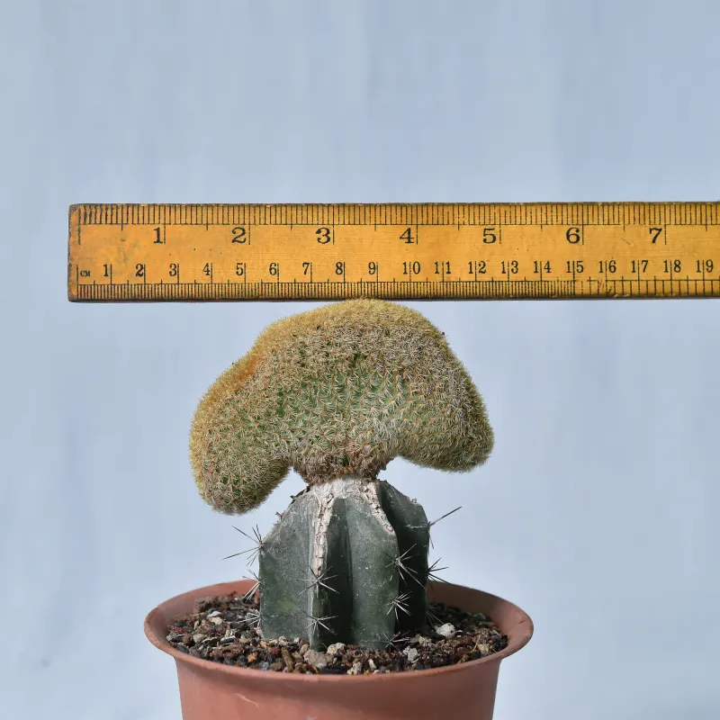 Echinocereus Rigidissimus Var. Rubrispinus Crest