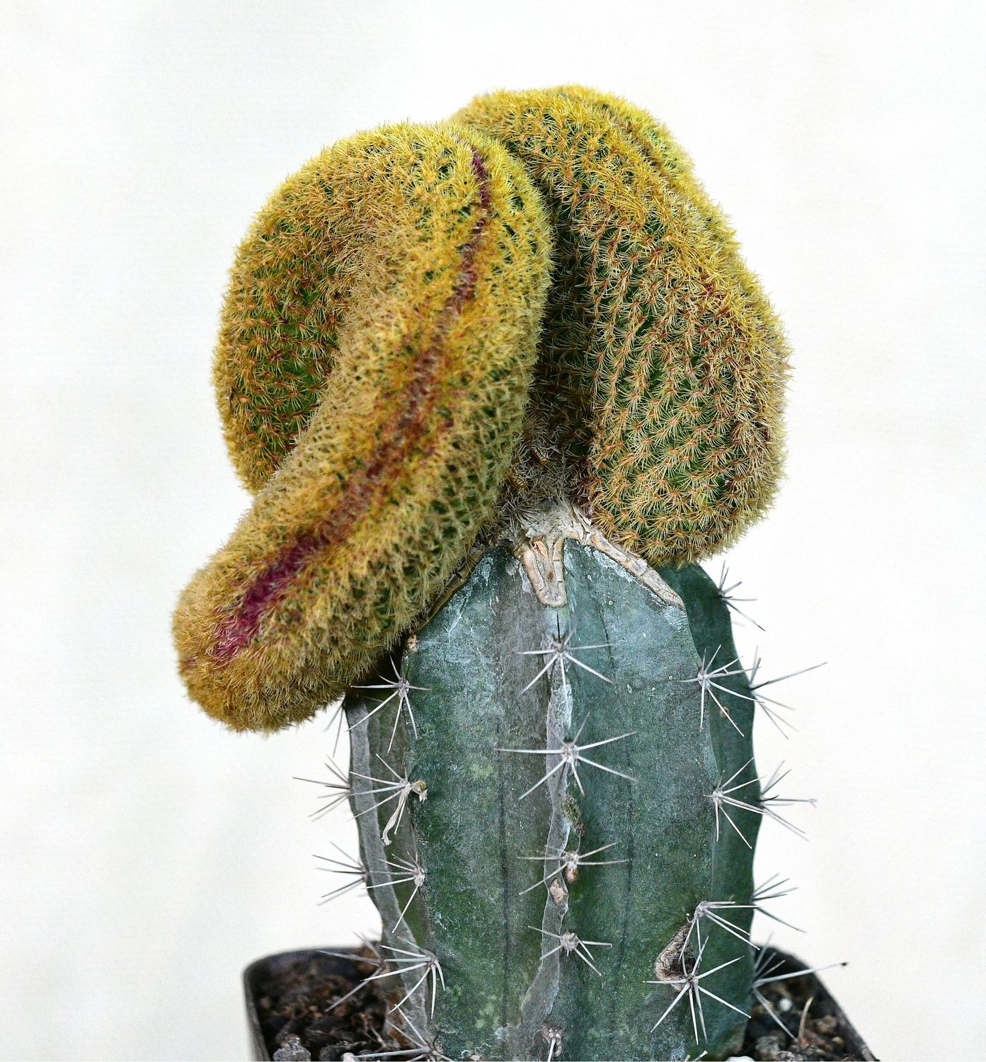 Echinocereus Rigidissimus Var. Rubrispinus Crest potted plant full view