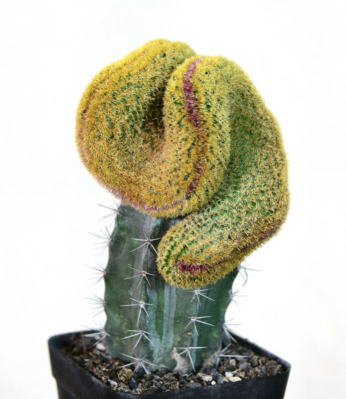 Echinocereus Rigidissimus Var. Rubrispinus Crest in black nursery pot