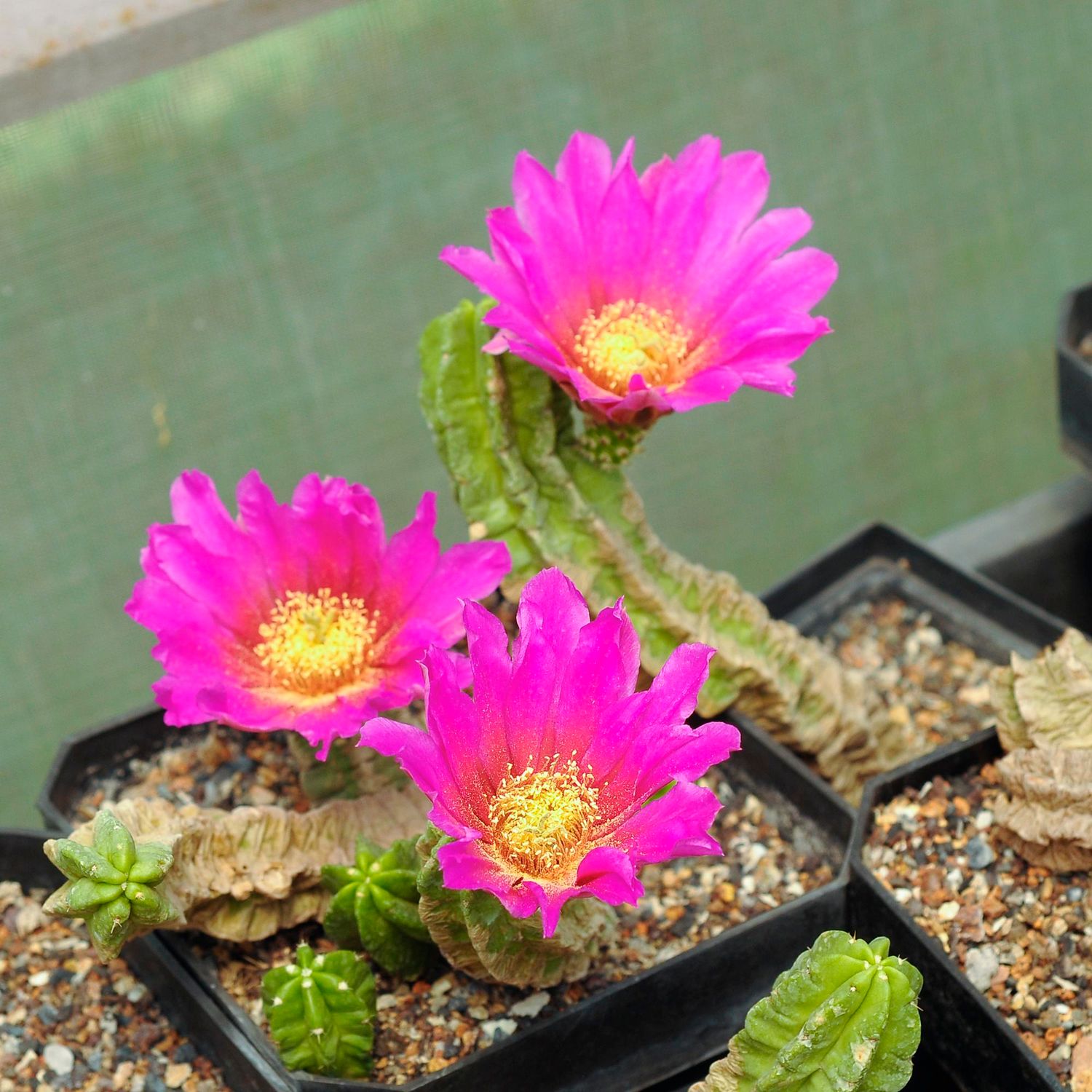 Echinocereus  Viereckii  Ssp. Morricalii with three beautiful flowers
