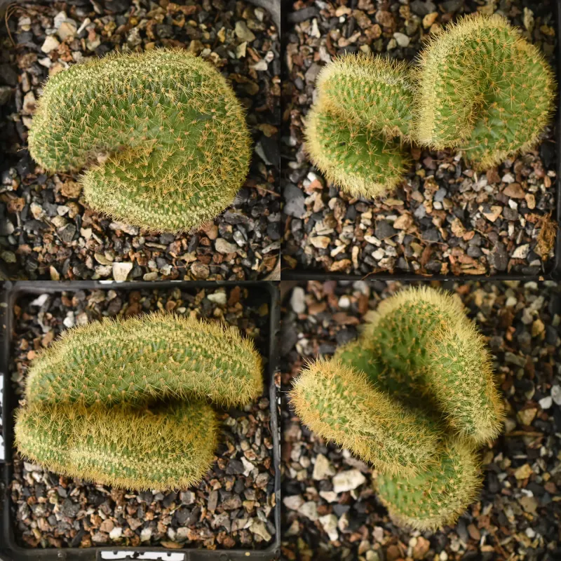 Aporocactus flagelliformis Crest