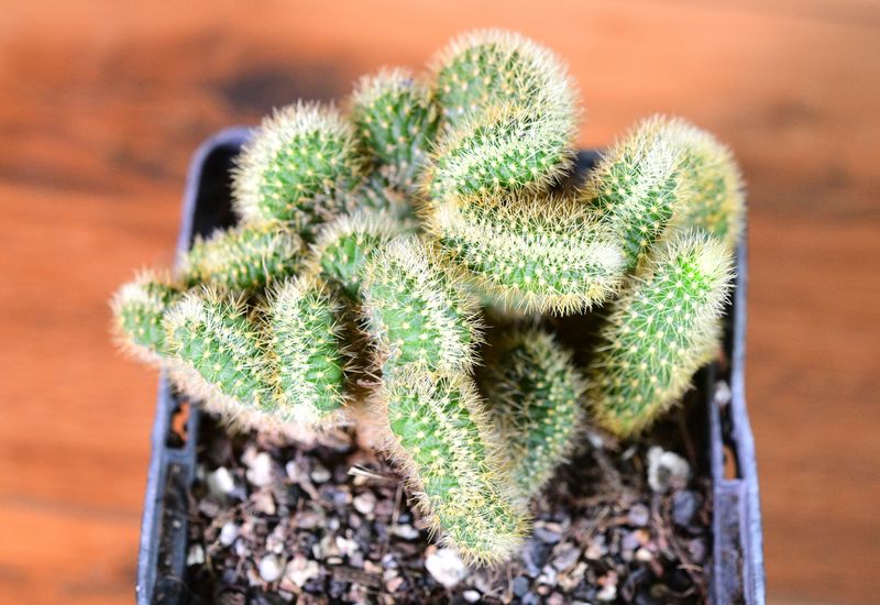 Aporocactus flagelliformis Crest