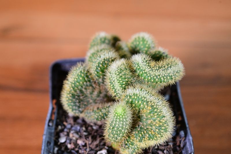 Aporocactus flagelliformis Crest