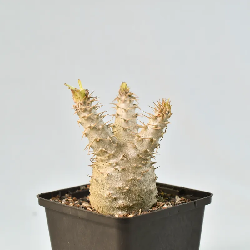 Pachypodium rosulatum subsp. gracilius