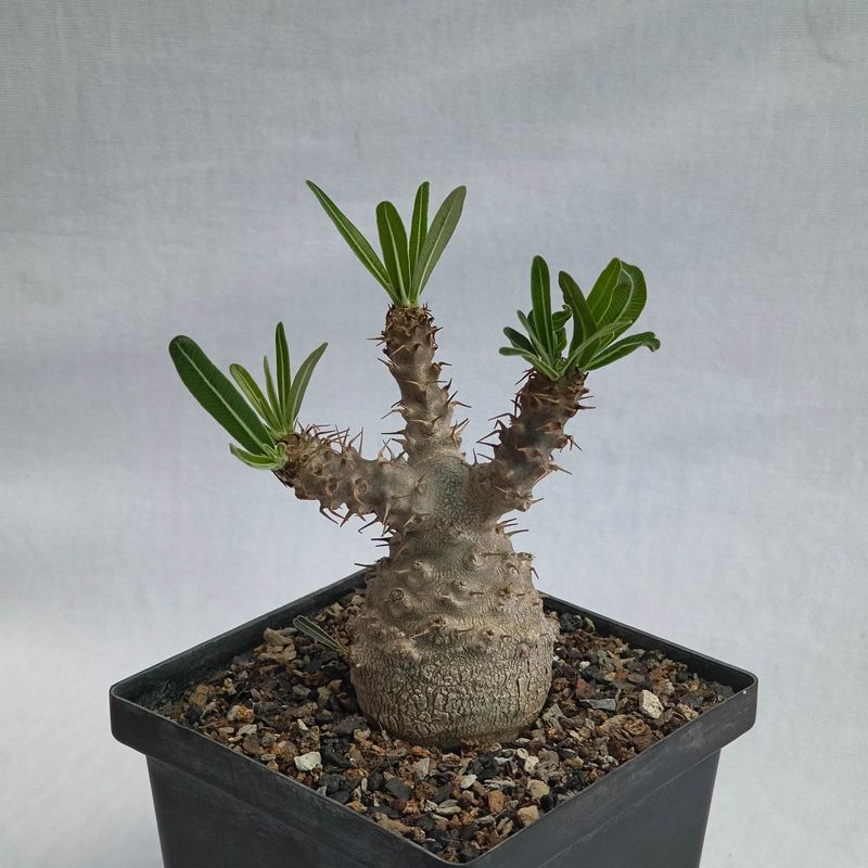 Pachypodium rosulatum subsp. gracilius