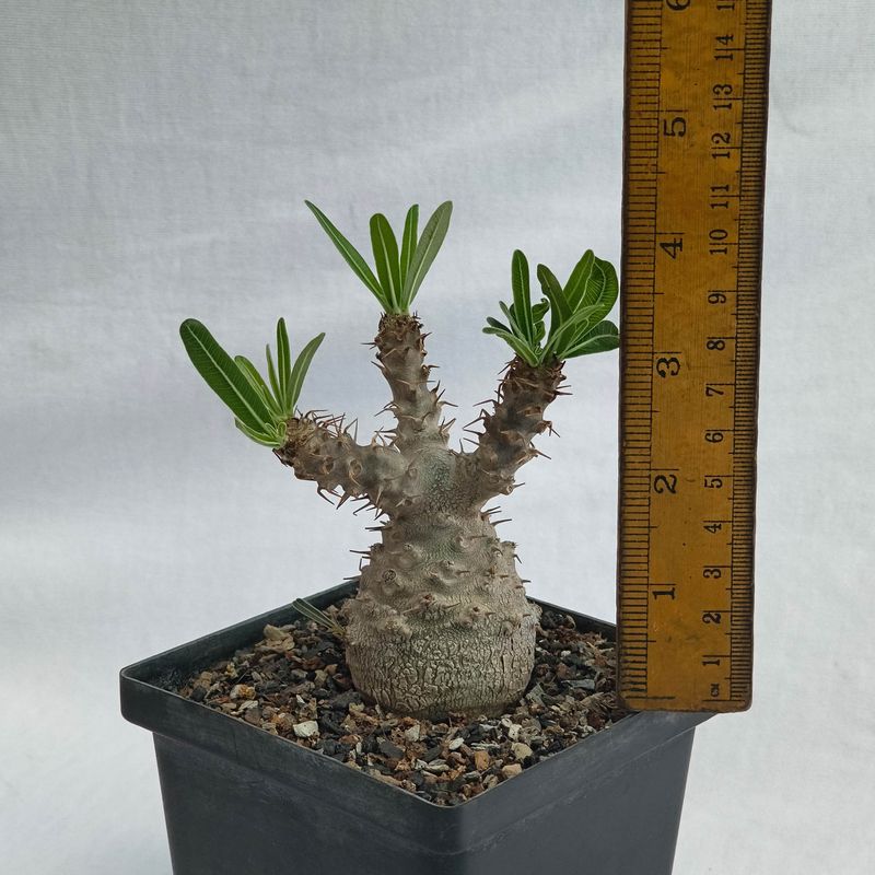 Pachypodium rosulatum subsp. gracilius