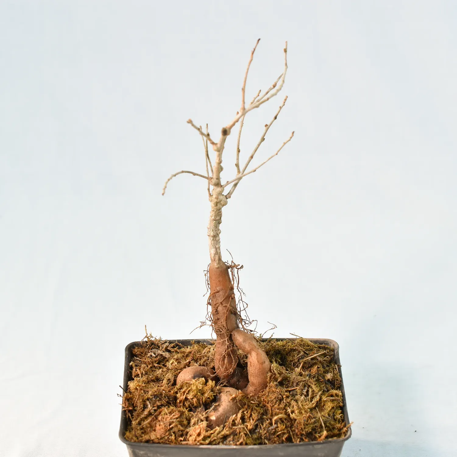 Operculicarya hyphaenoides