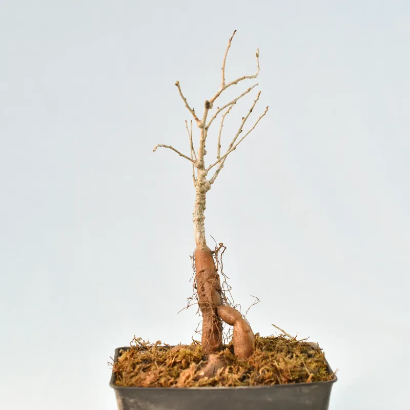 Operculicarya hyphaenoides