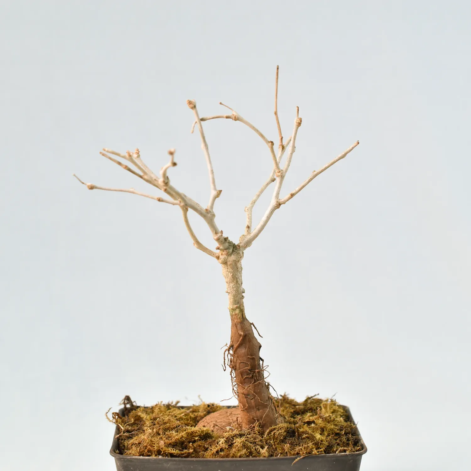 Operculicarya hyphaenoides