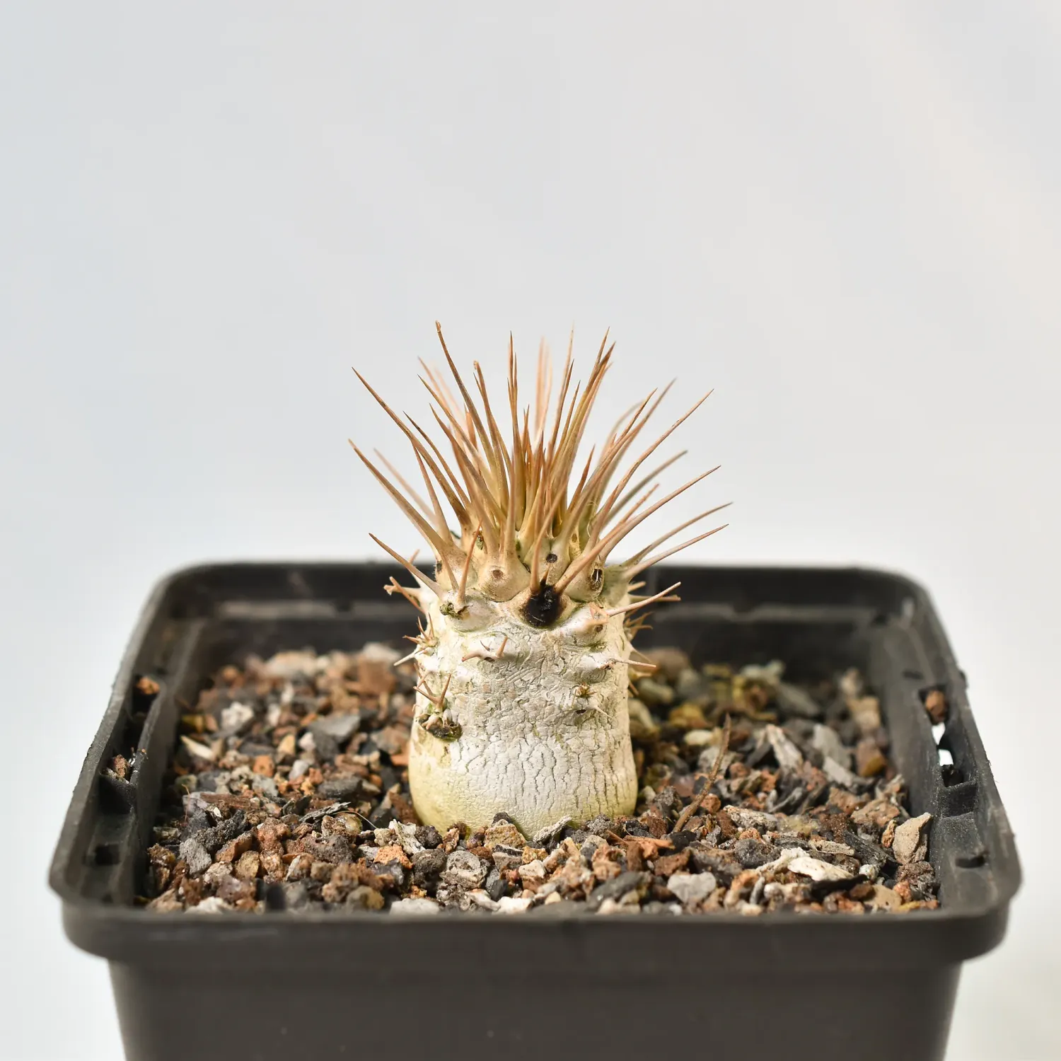 Pachypodium namaquanum