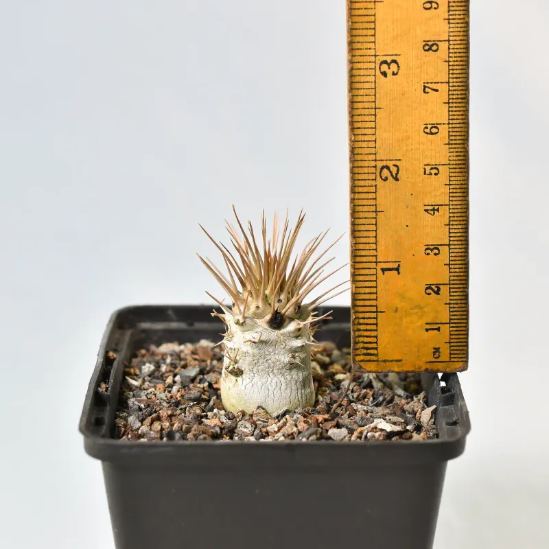 Pachypodium namaquanum