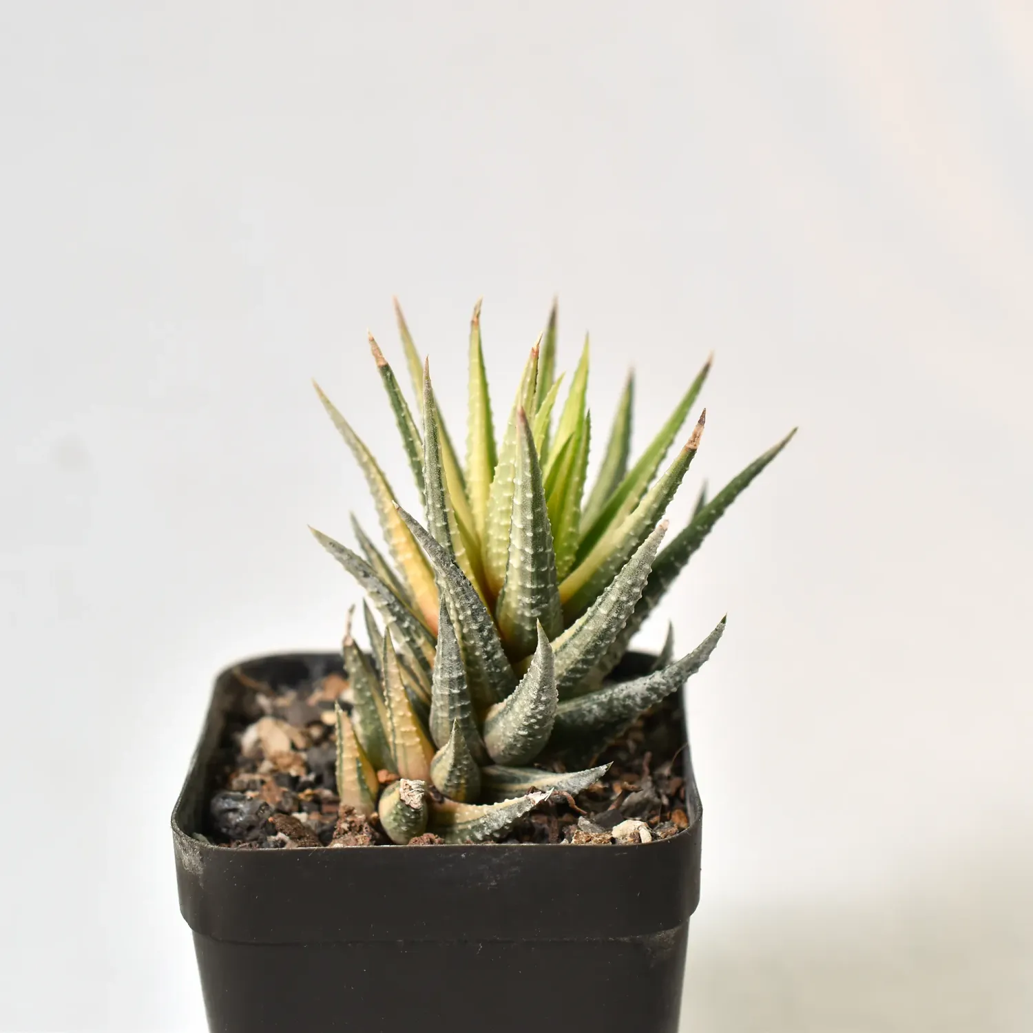 Haworthia fasciata variegated