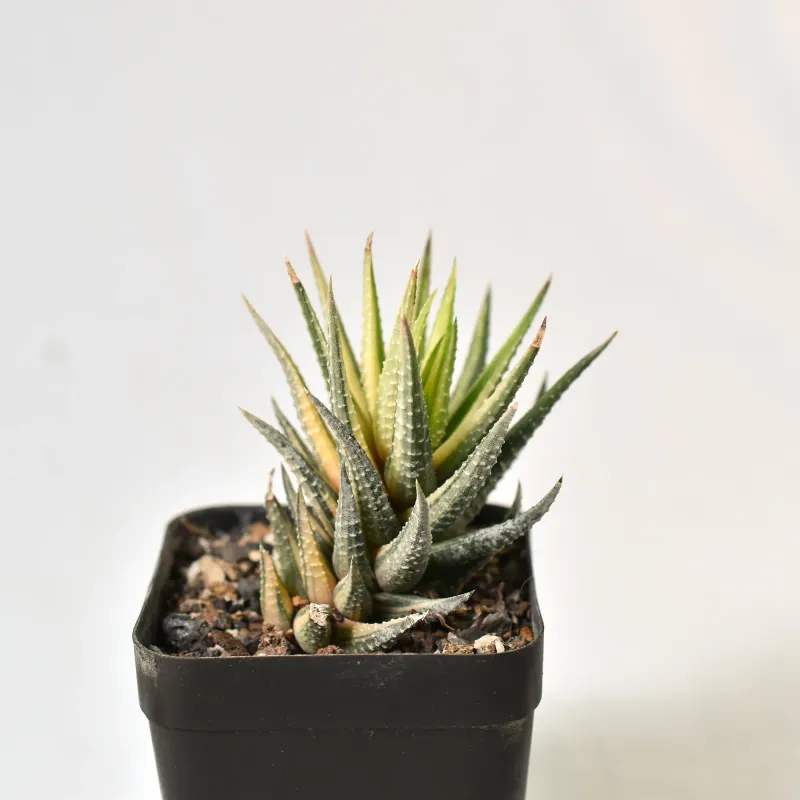 Haworthia fasciata variegated