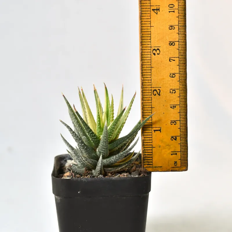 Haworthia fasciata variegated