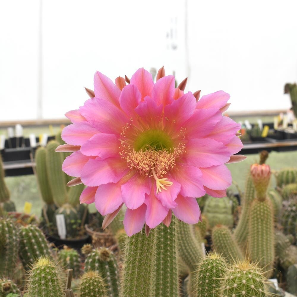 Trichocerous Hybrid Flying Dragon - Flower