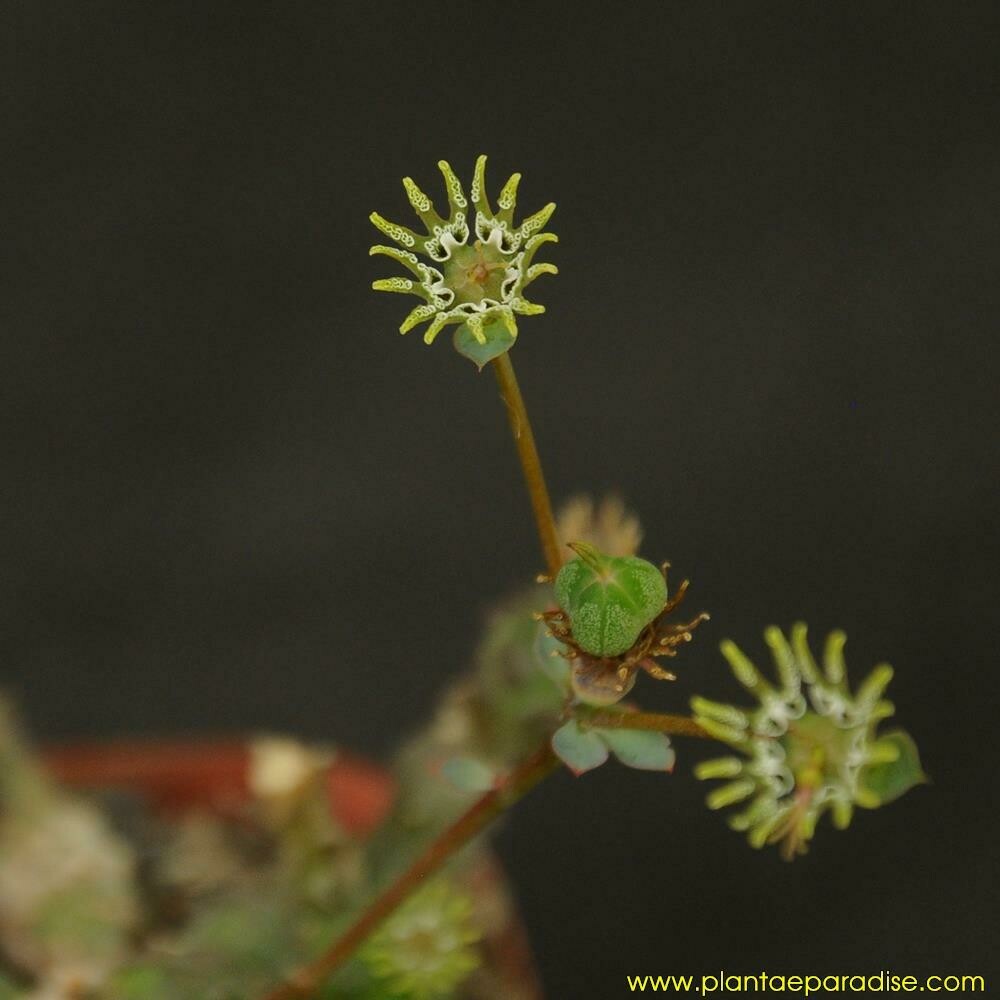 Euphorbia globosa