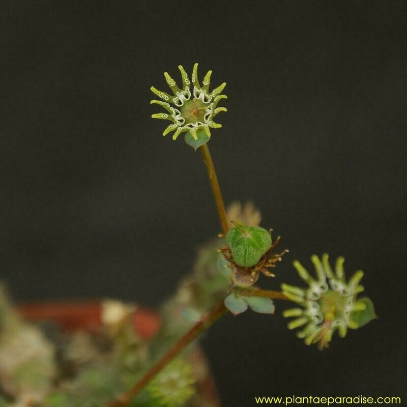 Euphorbia globosa