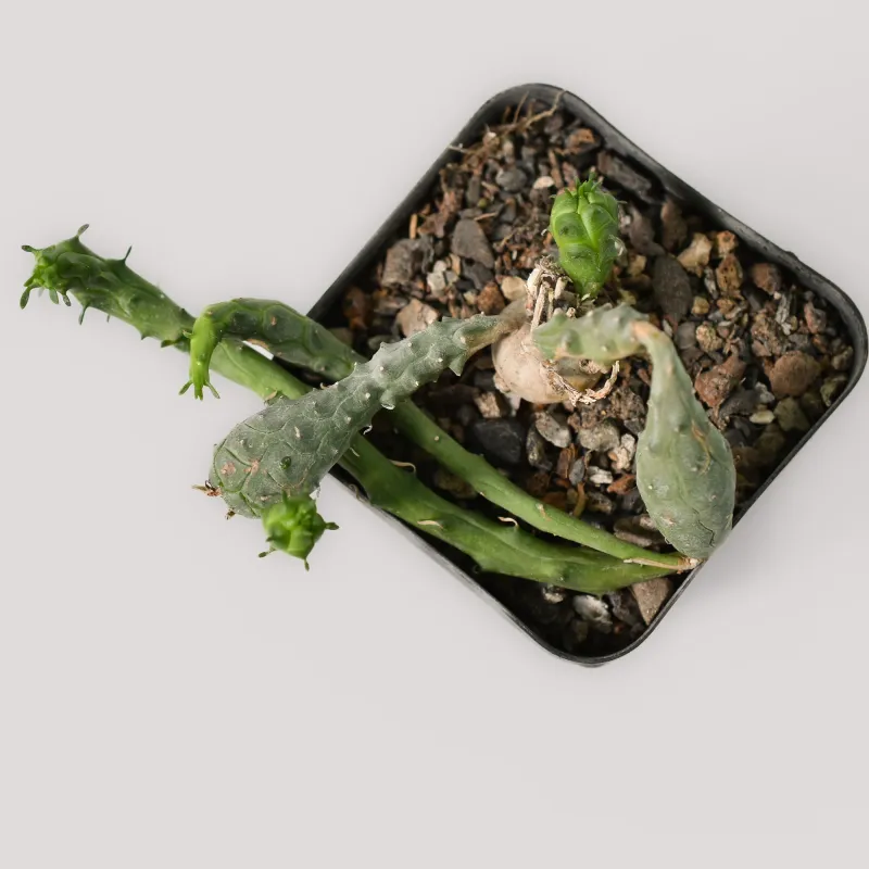 Euphorbia globosa