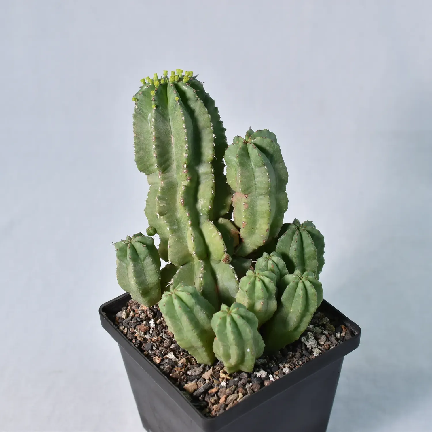 Euphorbia fruticosa inermis