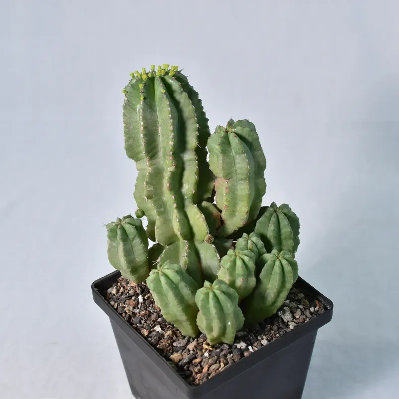 Euphorbia fruticosa inermis