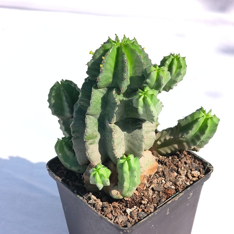 Euphorbia fruticosa inermis