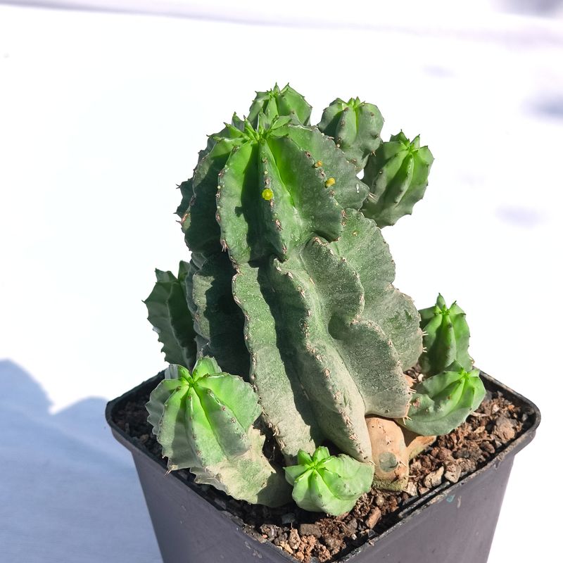 Euphorbia fruticosa inermis
