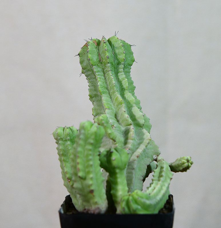 Euphorbia fruticosa inermis Euphorbia fruticosa inermis front view