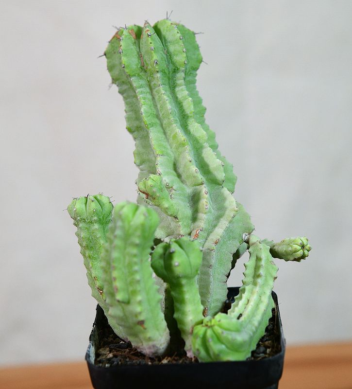 Euphorbia fruticosa inermis side angle