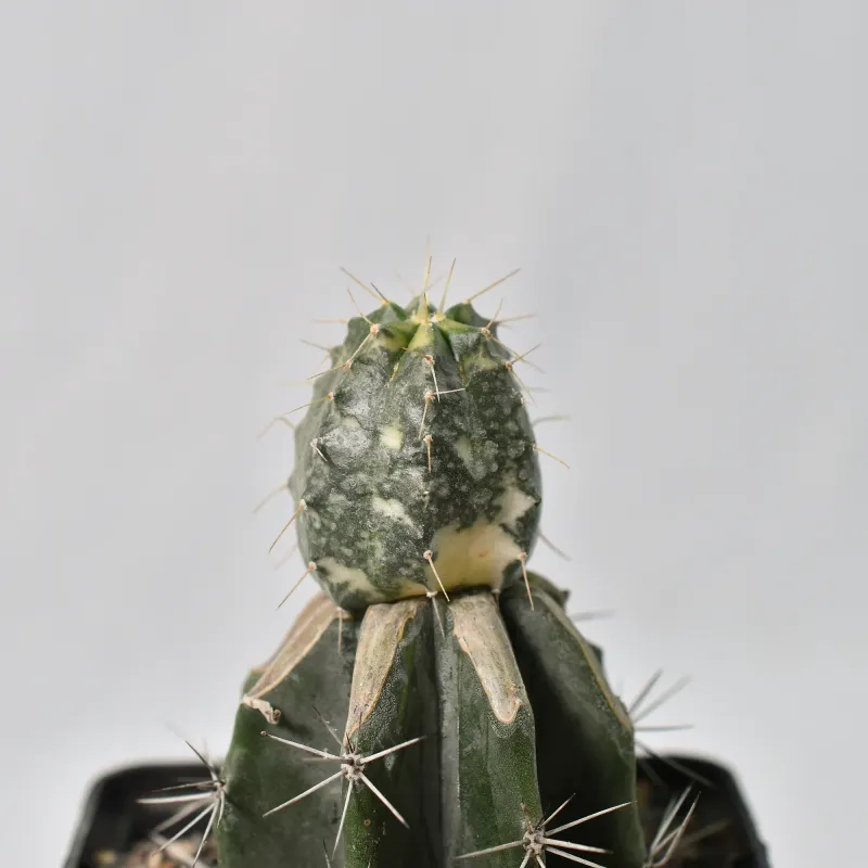 Echinocereus knippelianus Variegata