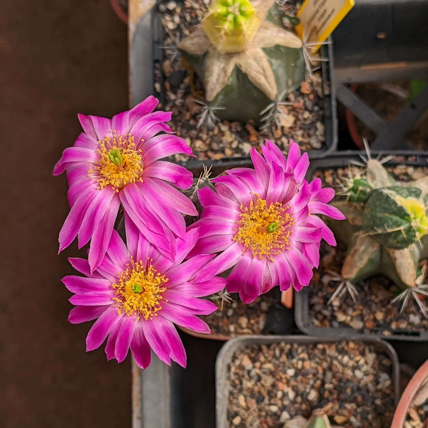 Echinocereus knippelianus Variegata