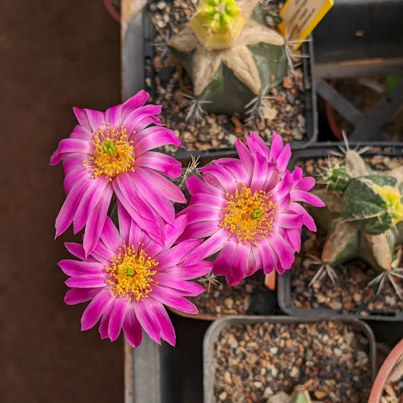 Echinocereus knippelianus Variegata