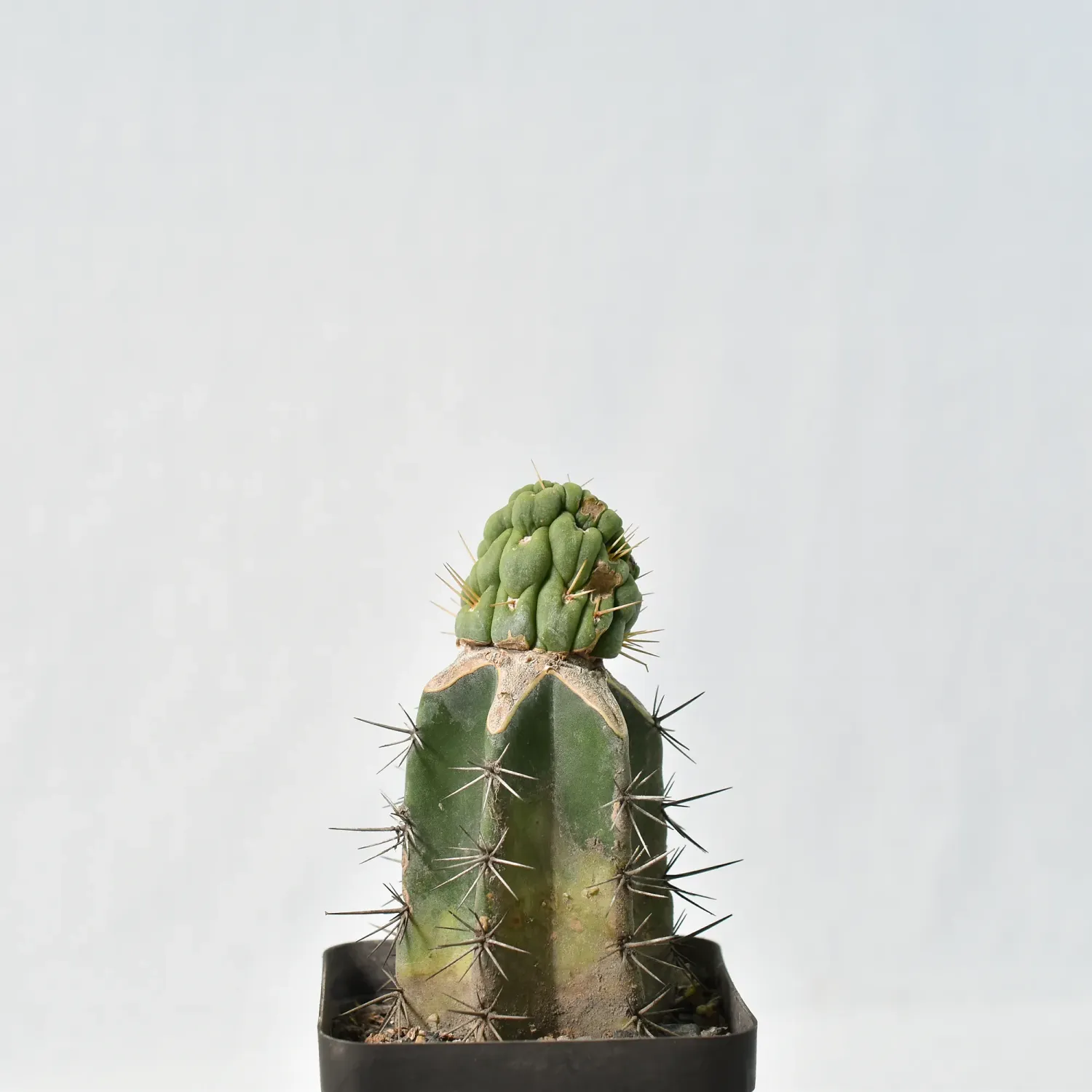 Eulychnia castanea cv. varispiralis cristata