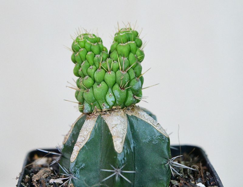 Eulychnia castanea cv. varispiralis cristata