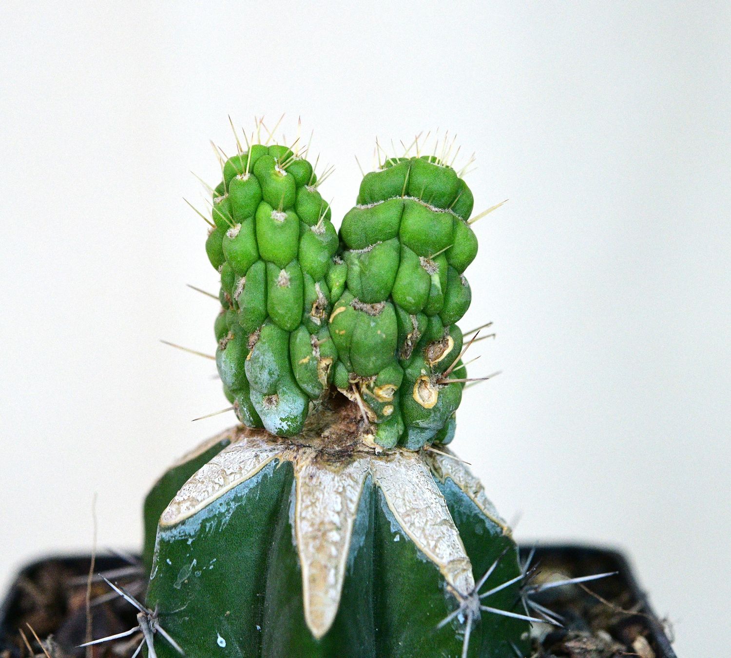 Eulychnia castanea cv. varispiralis cristata front view