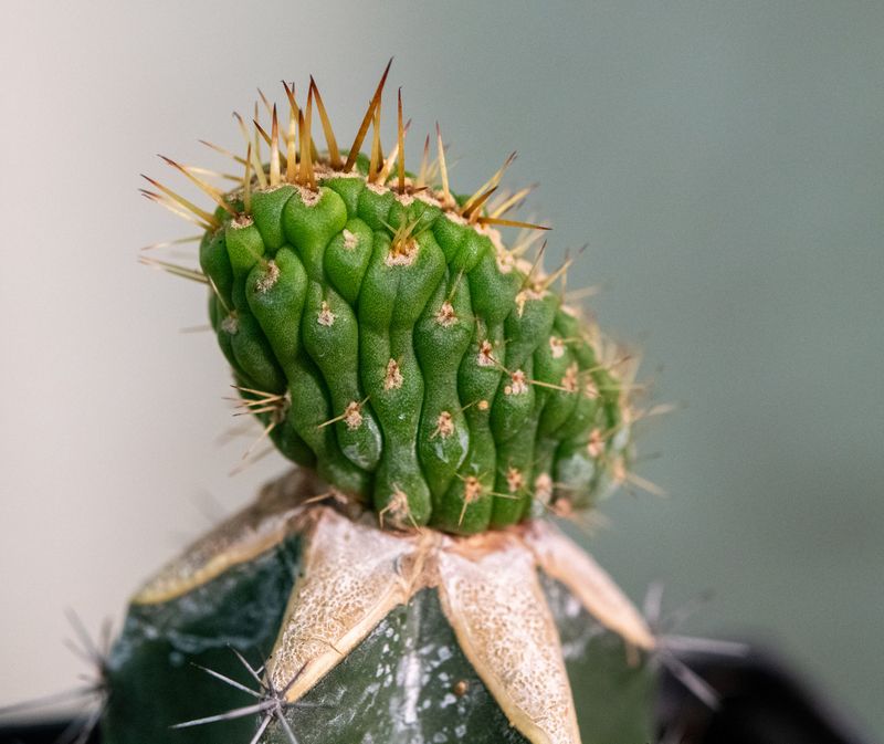 Eulychnia castanea cv. varispiralis cristata