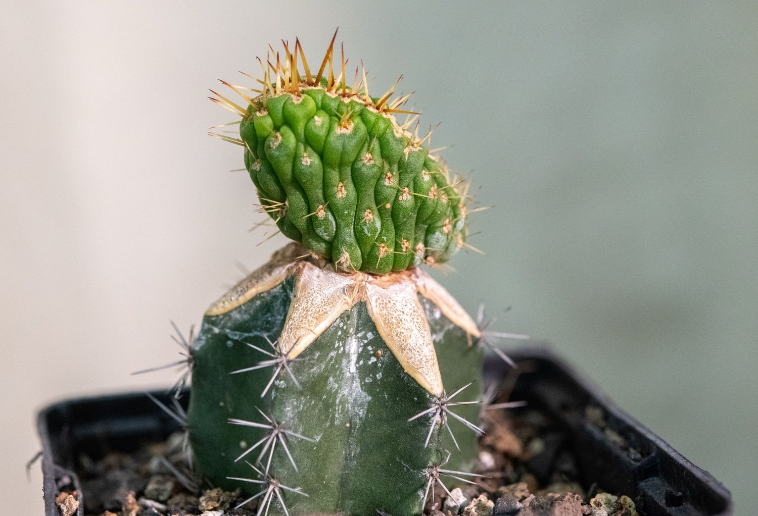 Eulychnia castanea cv. varispiralis cristata Eulychnia castanea cv. varispiralis cristata