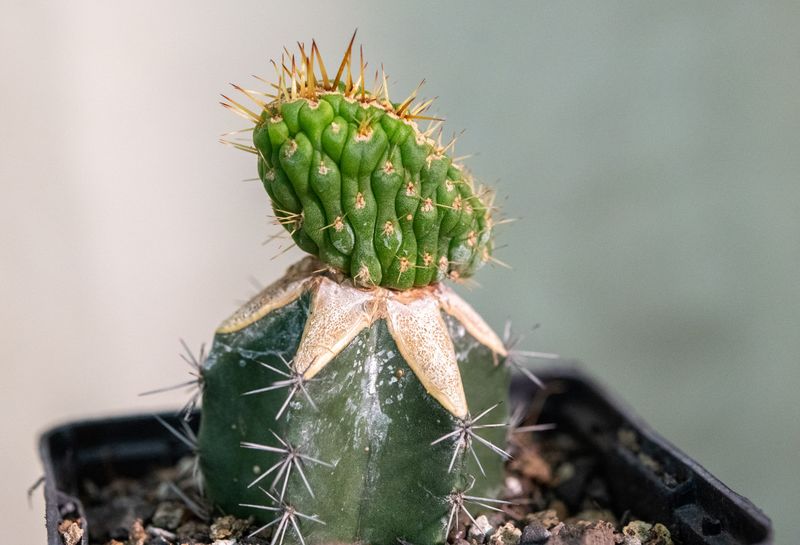 Eulychnia castanea cv. varispiralis cristata Eulychnia castanea cv. varispiralis cristata