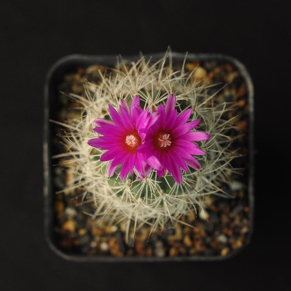 Turbinicarpus  horripilus subs wrobelianus