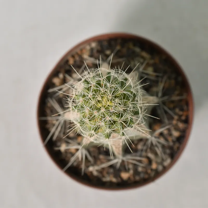 Turbinicarpus horripilus subs wrobelianus