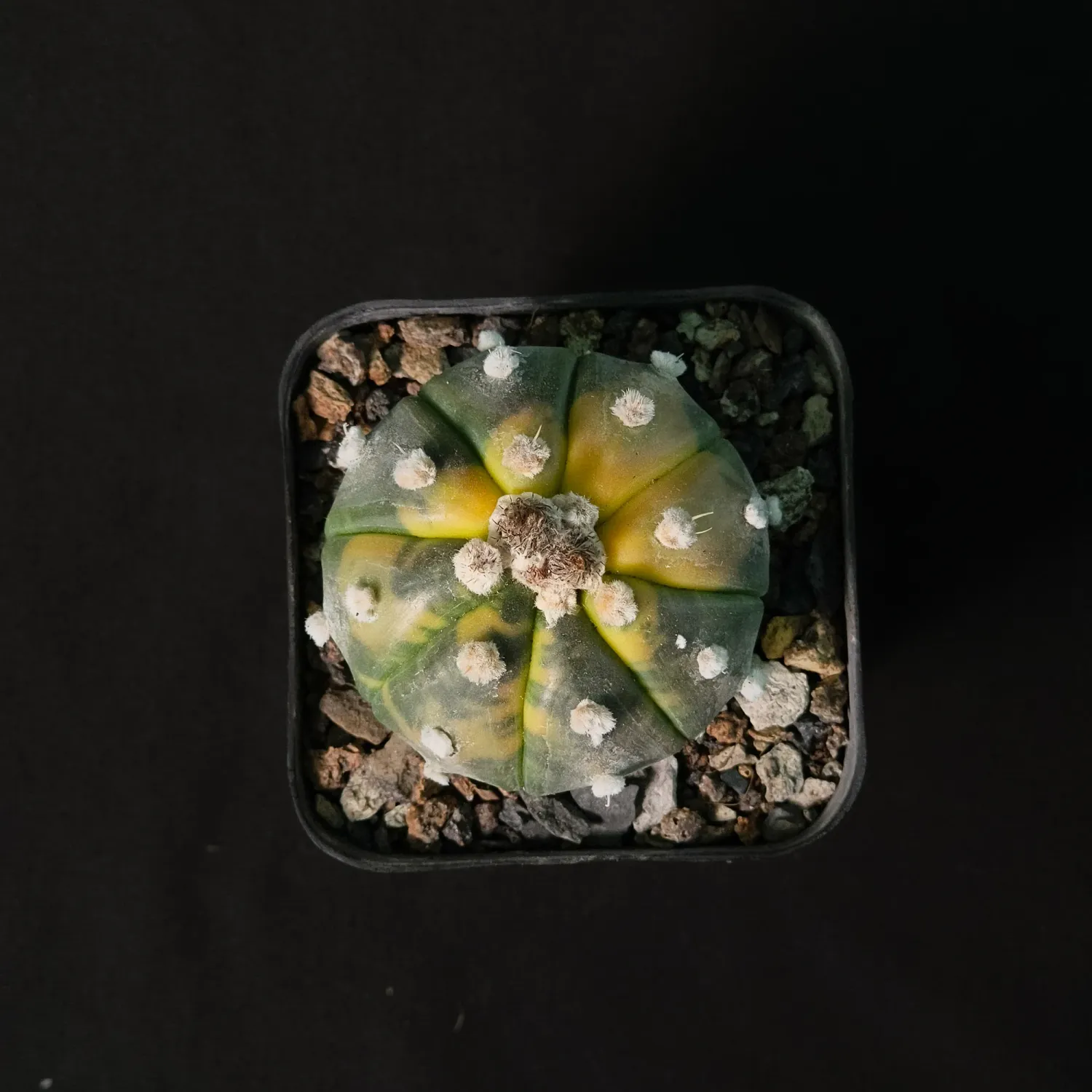 Astrophytum asterias Variegated Astrophytum asterias Variegated
