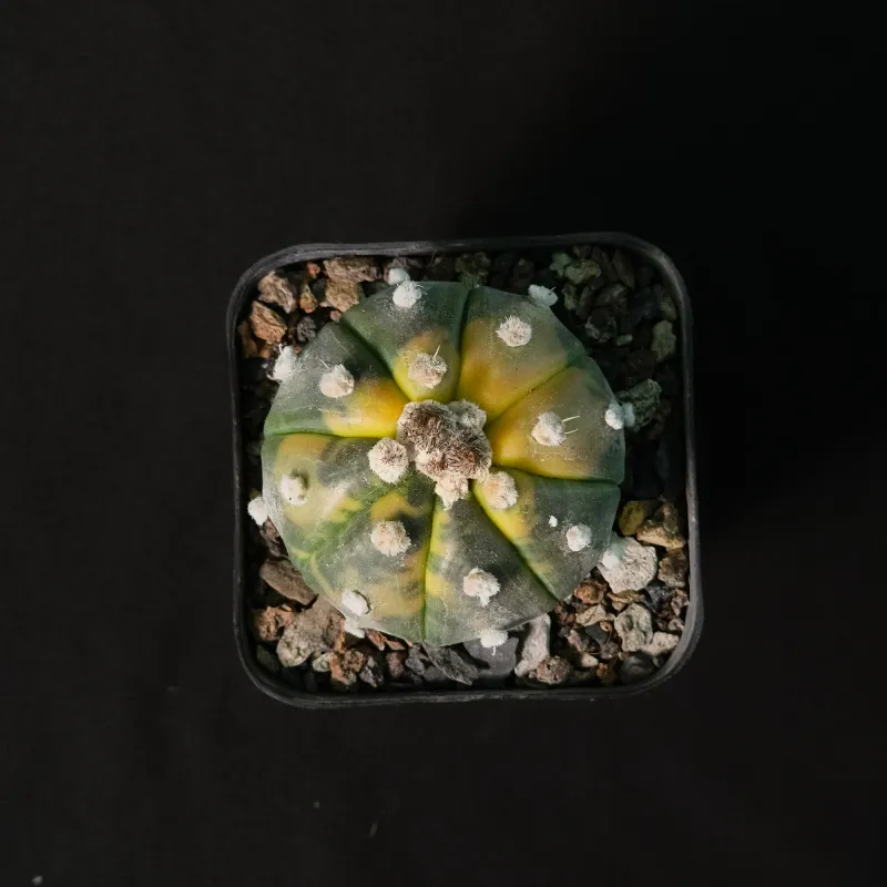 Astrophytum asterias Variegated
