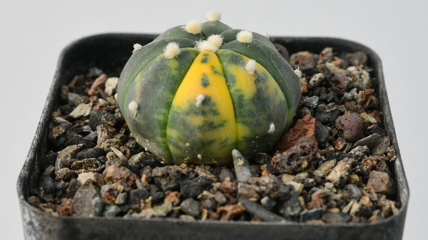 Astrophytum asterias Variegated Astrophytum asterias Variegated