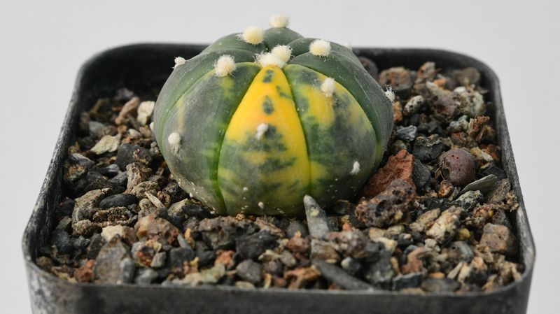 Astrophytum asterias Variegated