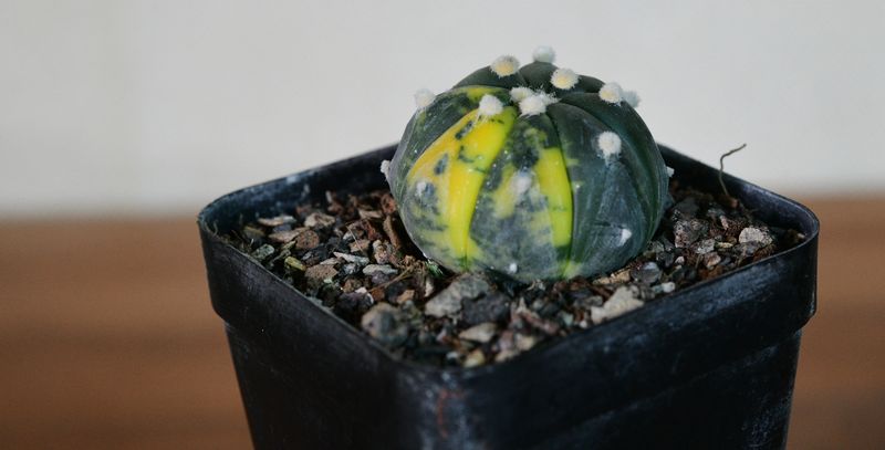 Astrophytum asterias Variegated side angle
